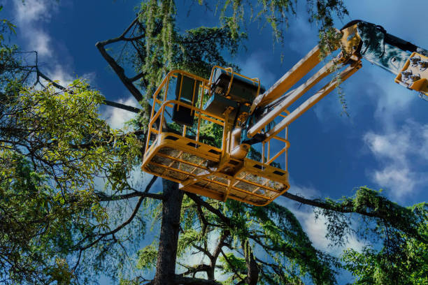 Best Tree Removal  in Camden, AL