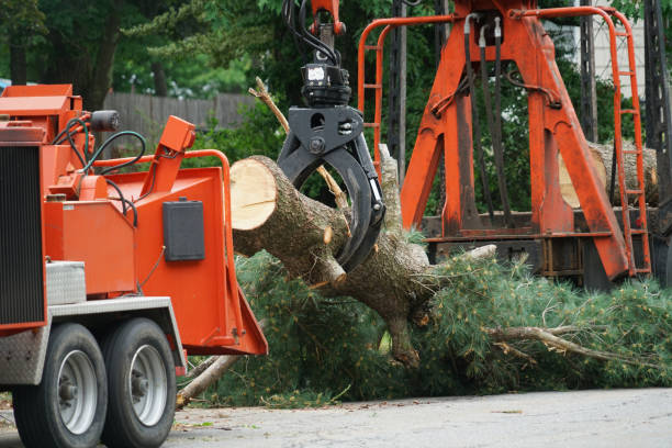 Best Tree Disease Treatment  in Camden, AL