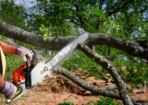 Professional Tree Removal in Camden, AL